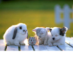 Animal L o v e r s ONLY!