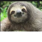 The sloth gang alert