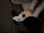 Mr. Mr. cat cat