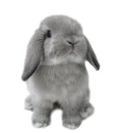 bunny's love