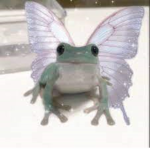 Avi’s frogs <3