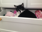 worship Elsa the cat NOW