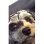 Sillygirlvv Channel