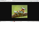 FROG GANG FROGS ONLY