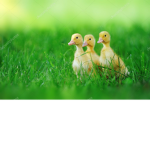 The duckies boys