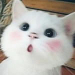 - T•H•E Kittykats -
