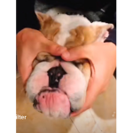 - Lil Paws -