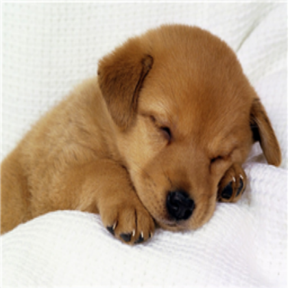 very cute dog Roblox decal