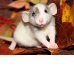 THE WEIRD RAT ARMY WITH NO FEET