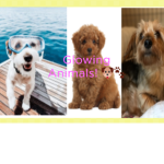 Glowing Animals