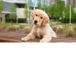 Puppy Plays Official Fan Club