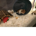 Little hamster fan group