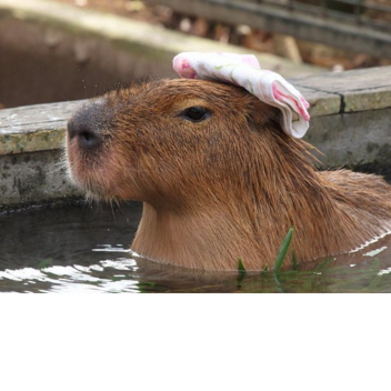 カピバラ温泉