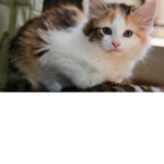 kitty~