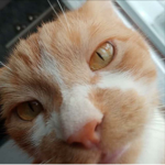 Katzi