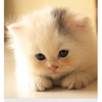 Cats Rainbow