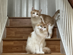 Itsmycats