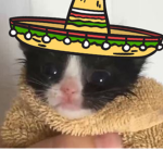 The Taco Cat Empire
