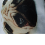 Grupito pug :3