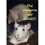 The official rat colt