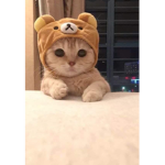 Cats are amazingg