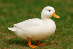 Donald Duck development
