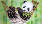 the savage panda giveaway group