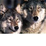 greatfulwolfie’s fam