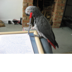 ParrotRoleplaying Group