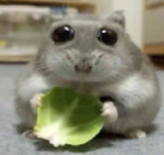 Tuffster