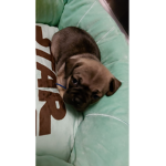 DOGGY YODA