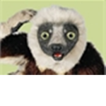 Zoboomafoo Lemur Club