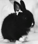 cherriibunnii