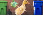 _Du_ck_