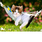 Cats are life!