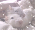 Savage Ghost Rats <3