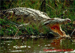 INTERIOR CROCIDILE ALIGATORS