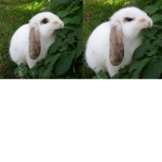 Da Offical Pug Squad