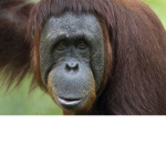 monkie fan group