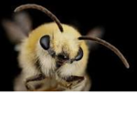 Bees are fun