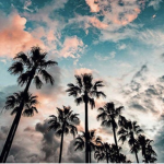 The Tropical Tree’s