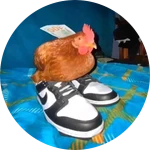 Give food to checken