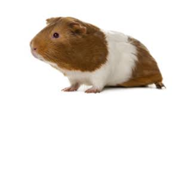 THIS IS APEX OBBY