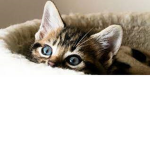 sweet kittens come to life!