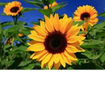 the_Sunflowers12