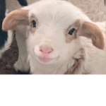 PLEASE I JUST NEED A NAME