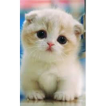 Kitty cat pack!