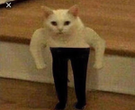 Cats in pants!