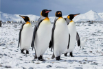 I pinguini e i polaretti