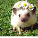 Kawaii Hedgehogs